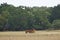 Cumberland Island, Georgia, USA: A wild horse nursing her foal
