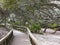 Cumberland Island Southern Live Oaks Boardwalk