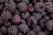 Cumberland raspberry-blackberry