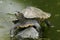 Cumberland slider, trachemys scripta troostii