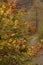 Cumbria, Lake District, England - a path in a colourful forest.