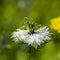 Cumin flower black on a blurred green background.