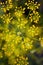 CUMIN FLOWER AND WATER DROPS