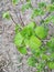 Cumin leaves