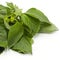 Cumin leaves on white background.