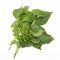 Cumin leaves on white background.