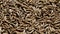 Cumin seeds are high-quality, organic cumin seeds with robust authentic flavor. One of the world`s most popular spices