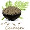 Cumin Zira seeds seasoning for meals and soups on a white background vector illustration