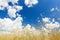 Cumulus clouds on aero blue sky over ripening oat cereal ears field