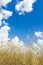 Cumulus clouds on aero blue sky over ripening oat grain ears field