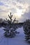 Cumulus clouds over the Ural winter forest