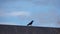 The cunning Black bird Raven