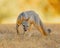 Cunning Gray Fox displays his tongue while hunting for mice and other rodents