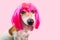 Cunning suspecting dog face in bright pink wig