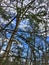 Cunningham Falls Trees and Sky