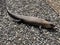 Cunningham`s spiny-tailed skink Photo