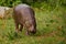 Cunningly peeps, goes along the green grass of the meadow. cute plump Dwarf Liberian hippo hippo pygmy with touching muzzle on