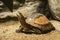 Cuora galbinifrons (turtle)