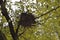 Cup bird nest on the branch of a tree