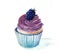 Cup Cake with cream and blackberries. Cake cover with cream and berries in a paper cup watercolor color illustration.