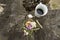 Cup of coffee,  seashell and small flowers on a trunk of dried wood