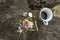 Cup of coffee,  seashell and small flowers on a trunk of dried wood