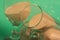 Cup and goblets with sand on green background