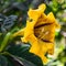 Cup of Gold Vine or Golden Chalice Vine or Solandra maxima flower