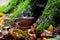 Cup of hot coffee in the autumn forest under a tree. Rest in the woods in autumn