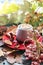 A cup of hot drink, berries, pumpkins, spices, a scarf, autumn leaves on the background of the window