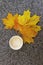 Cup with leftover cappuccino coffee and yellow bouquet of autumn maple leaves on marble background, copy space