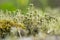 Cup lichen vegetation closeup