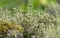 Cup lichen vegetation closeup