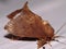 a Cup Moth (family Limocodidae)