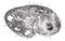 Cup ovary of a pregnant cat, vintage engraving