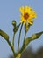 A Cup plant blossom attracts a pair of Hoverflies