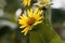 Cup plant Silphium perfoliatum