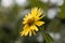 Cup plant Silphium perfoliatum