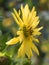 Cup plant, Silphium perfoliatum, with yellow flower side view
