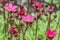 Cup of primrose in a flower meadow in Austria