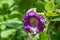 Cup and saucer vine cobaea scandens