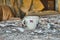 Cup surrounded by broken tableware