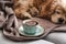Cup of tasty aromatic coffee and cute sleeping dog on sofa