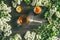 Cup of tea with acacia honey , blossom branches on rustic wooden background, top view.