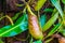 The cup of a tropical pitcher plant in closeup, nephenthes specie, tropical carnivorous plants