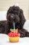 Cupcake with candle and black furry dog lying on white chair wearing a birthday party hat in the background