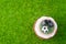Cupcake in football style on green grass - top view
