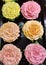 Cupcake roses yellow ,pink and orange collars