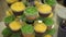 Cupcakes. Amazing chocolate cakes and cupcakes. Chocolate caramel cupcake with nuts and butterscotch syrup. Green and