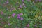 Cuphea hyssopifolia, Mexican Heather, Elfin Herb or False Heather.